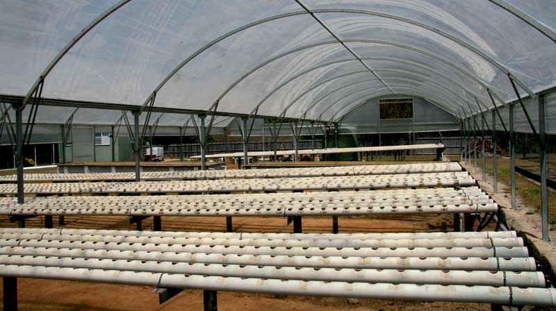 Commercial Aquaponic Systems