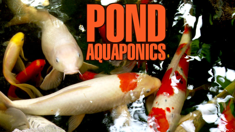 Pond Aquaponics | Ecofilms