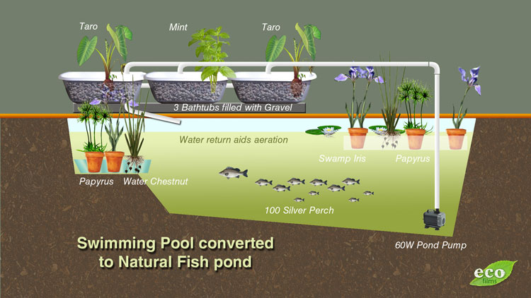 One of the advantages of doing aquaponics is that it gives ...
