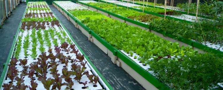 The Cost of Commercial Aquaponics | Ecofilms