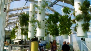 How quickly do aquaponics grow Growing food in small spaces